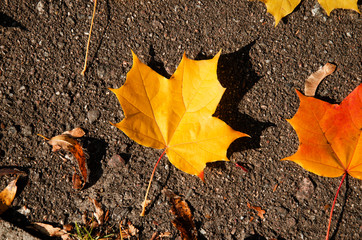 Autumn maple leaves on dark background