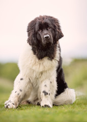 Portrait of a beautiful dog