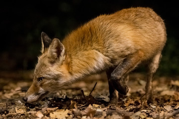Night fox