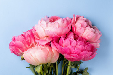 Blossom pink peonies on blue background