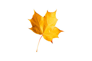 Autumn maple leave isolated on white background