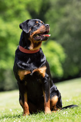 Portrait of a beautiful dog