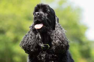 Portrait of a beautiful dog