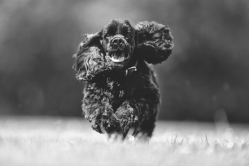 Portrait of a beautiful dog