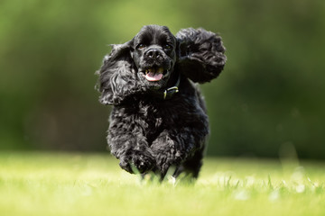 Portrait of a beautiful dog