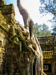 Fototapeta na wymiar Ta Phrom Temple, Angkor Wat, Cambodia