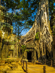 Ta Phrom Temple, Angkor Wat, Cambodia