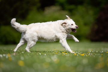 Portrait of a beautiful dog