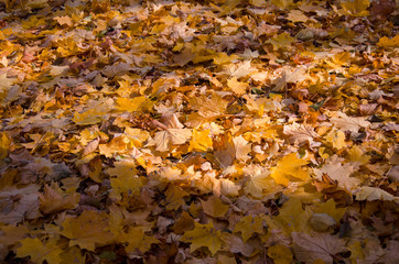 Autumn. Yellow and red maple leaves