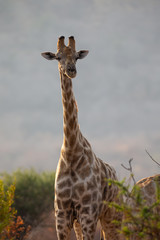 Portrait of a giraffe standing among low trees on a savannah