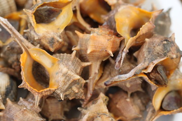 Sea food: sea snails and cockles