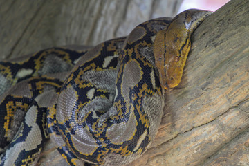 Head burmese python in body on stick tree at thailand
