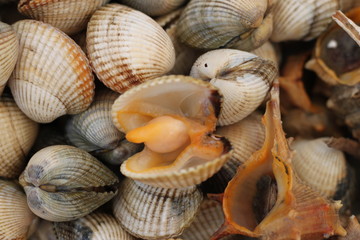 Sea food: sea snails and cockles