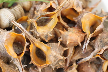 Sea food: sea snails and cockles