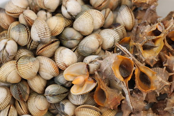 Sea food: sea snails and cockles