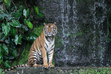 Fototapeta na wymiar tiger show tongue walking in front of mini waterfall