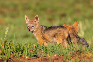Two Black Backed Jackal puppies play in short green grass to develop skills