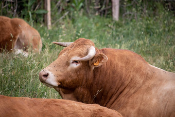 brown cow in field
