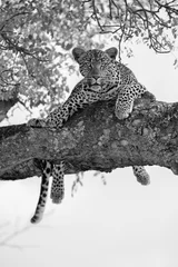 Foto op Plexiglas Grijs Luipaardvrouwtje rustend in een dikke tak een boom in artistieke bekering
