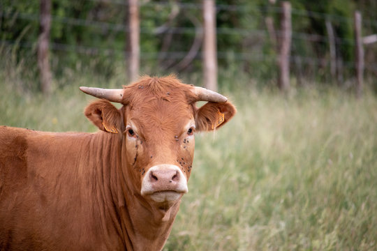 brown cow in field