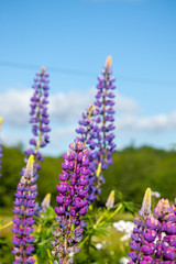 Obraz premium lavender flowers on a blue background