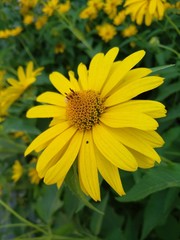 yellow flower on green background