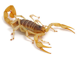 giant desert hairy scorpion, Hadrurus arizonensis, side view on white background 