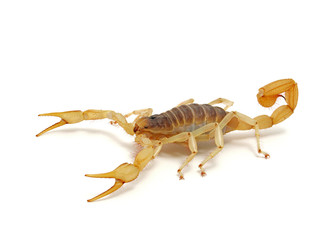 giant desert hairy scorpion, Hadrurus arizonensis, side view on white background 