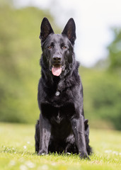 Portrait of a beautiful dog