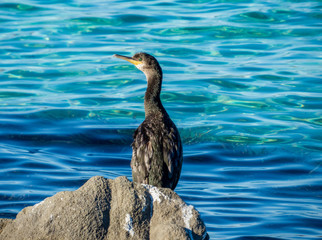 Lonely bird by the sea