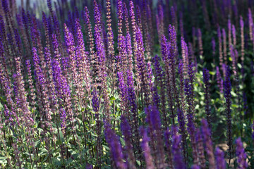 Summer Flowering Wood sage 'May Night' (Salvia x sylvestris 'Mainacht') Growing in a Herbaceous Border in a Country Cottage Garden in Rural Devon,