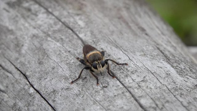 A big horsefly (presumably Tabanus bromius or Tabanus autumnalis) sits on a dry tree trunk   
