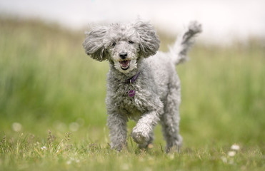 Portrait of a beautiful dog