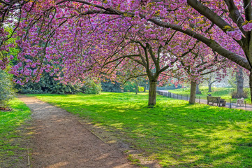 Spring in Hyde Park located in Central London, UK.