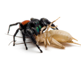 male red-backed jumping spider, Phiddipus johnsoni, feeding on a cricket, isolated