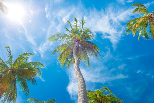 Green palm trees on background of blue sky and white clouds