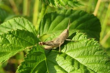 Brown grasshopper on green raspberry leafs in the garden, closeup