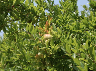 green fruit on a tree