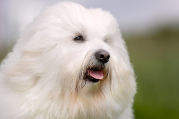 Portrait of beautiful dog breeds