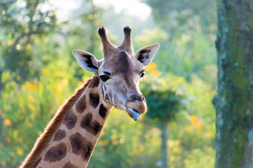 Close up of a giraffe in the morning