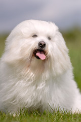 Portrait of beautiful dog breeds