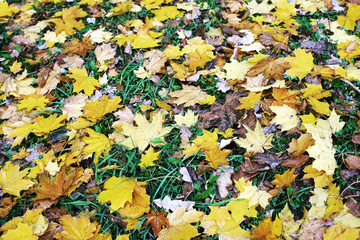 dry fallen yellow autumn leaves lie on green grass in park or forest, natural background