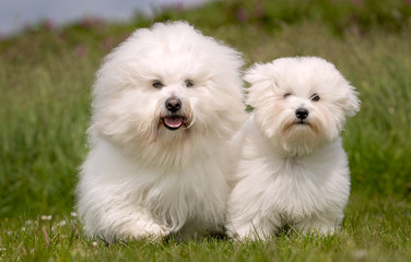 Portrait of beautiful dog breeds