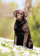 Portrait of beautiful dog breeds