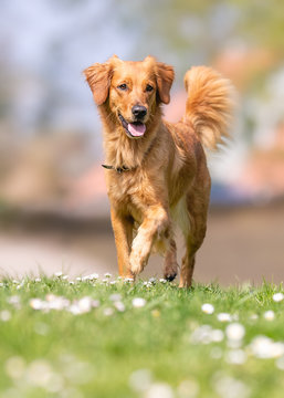 Portrait of beautiful dog breeds