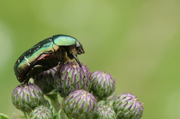 A pretty Rose Chafer or the Green rose Chafer Beetle, Cetonia aurata, perching on thistle flowers.	