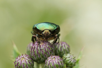 A Rose Chafer or the Green rose Chafer Beetle, Cetonia aurata, on thistle flowers.	