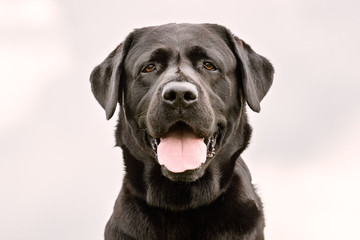 Fototapeta premium Portrait of beautiful dog breeds