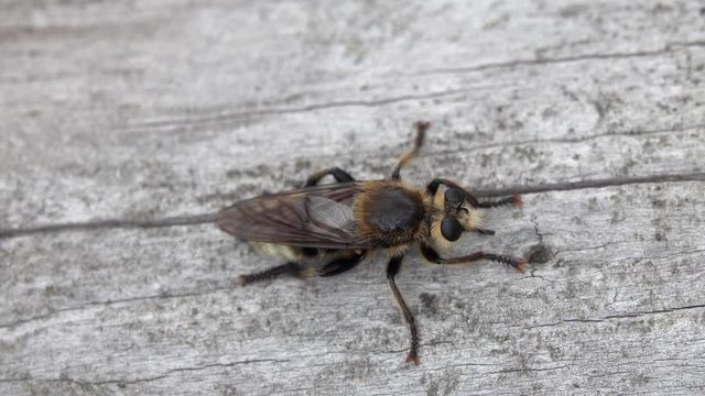 A big horsefly (presumably Tabanus bromius or Tabanus autumnalis) sits on a dry tree trunk