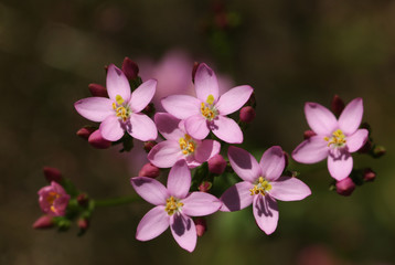 A flowering Common Centaury,  Centaurium erythraea, plant growing in a meadow in the UK.